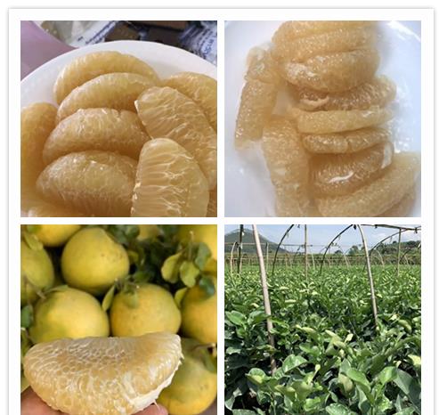 青柚苗 泰国蜂蜜柚苗一般多少钱