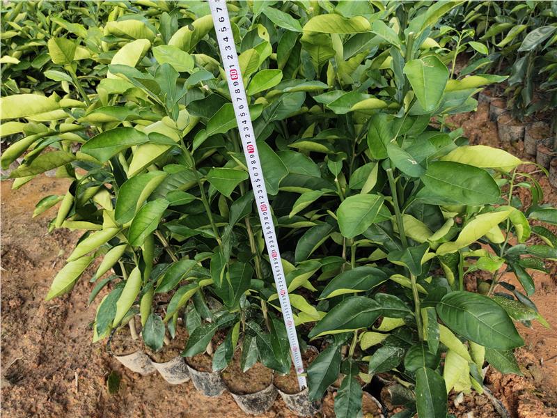 翡翠青柚苗 泰国红心翡翠蜜柚苗 红肉翡翠青柚苗供应