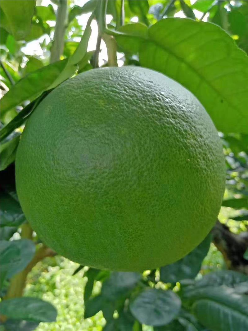 翡翠青柚苗泰国红心翡翠青柚苗泰国红肉翡翠蜜柚苗产量好效益高