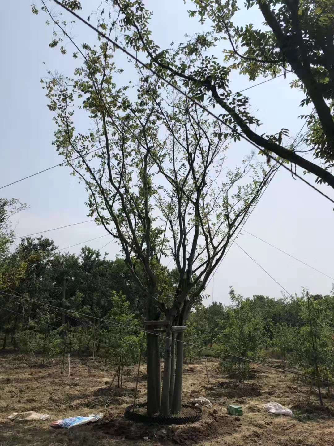 4杆丛生朴树 金华5杆丛生朴树图片