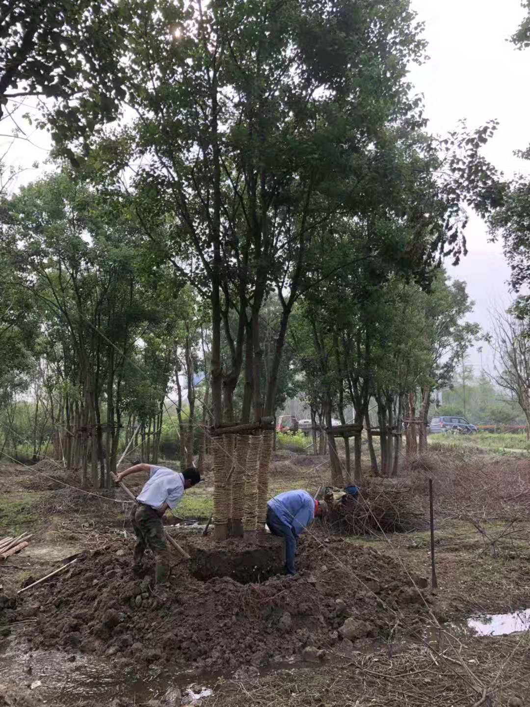 6杆精品丛生乌桕 杭州丛生乌桕种植基地