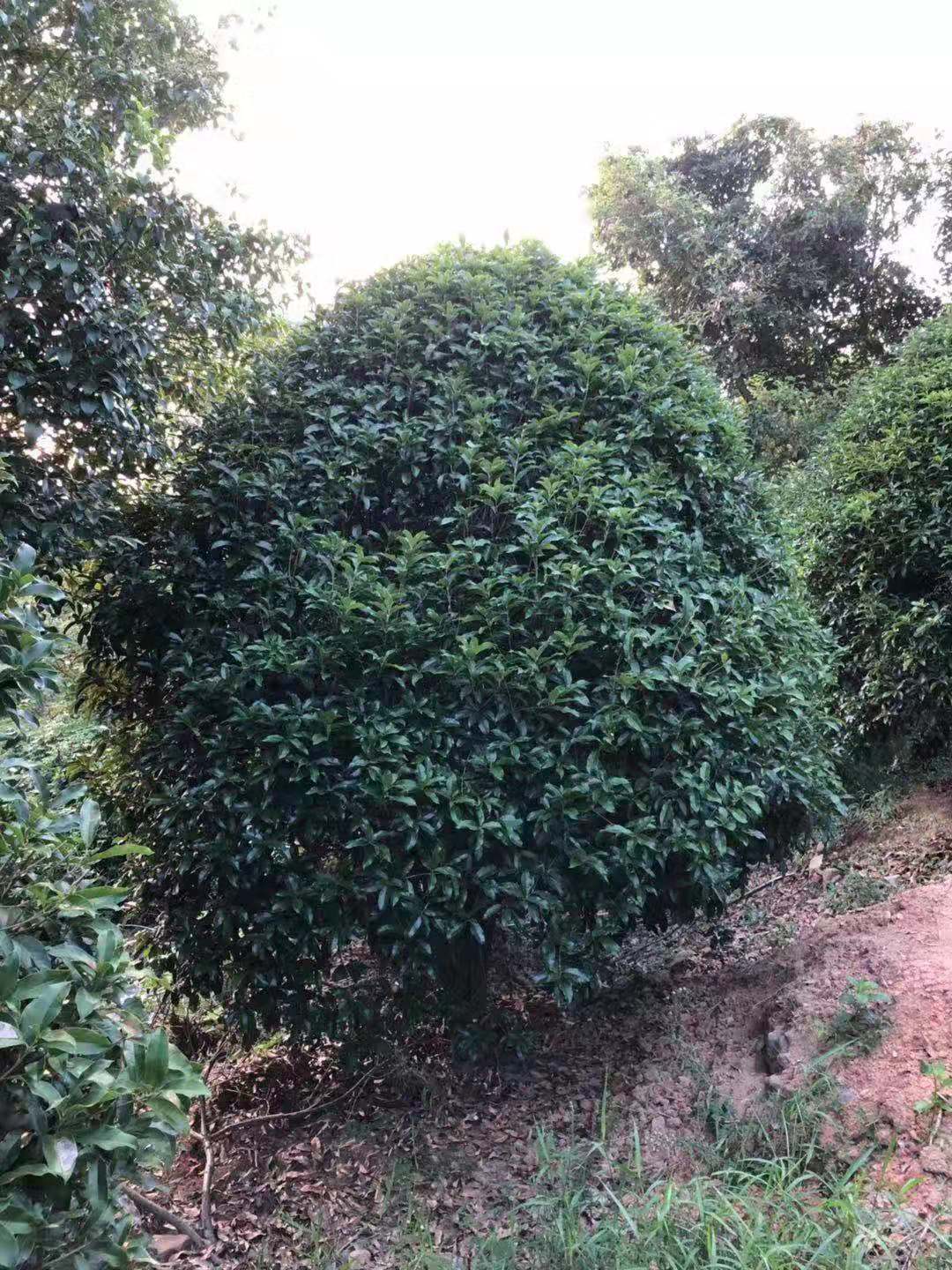 桂花 蓬桂花种植基地