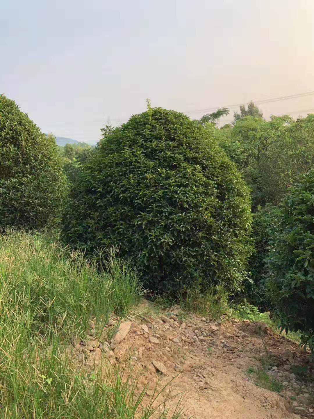 蓬桂花 宁波桂花种植基地