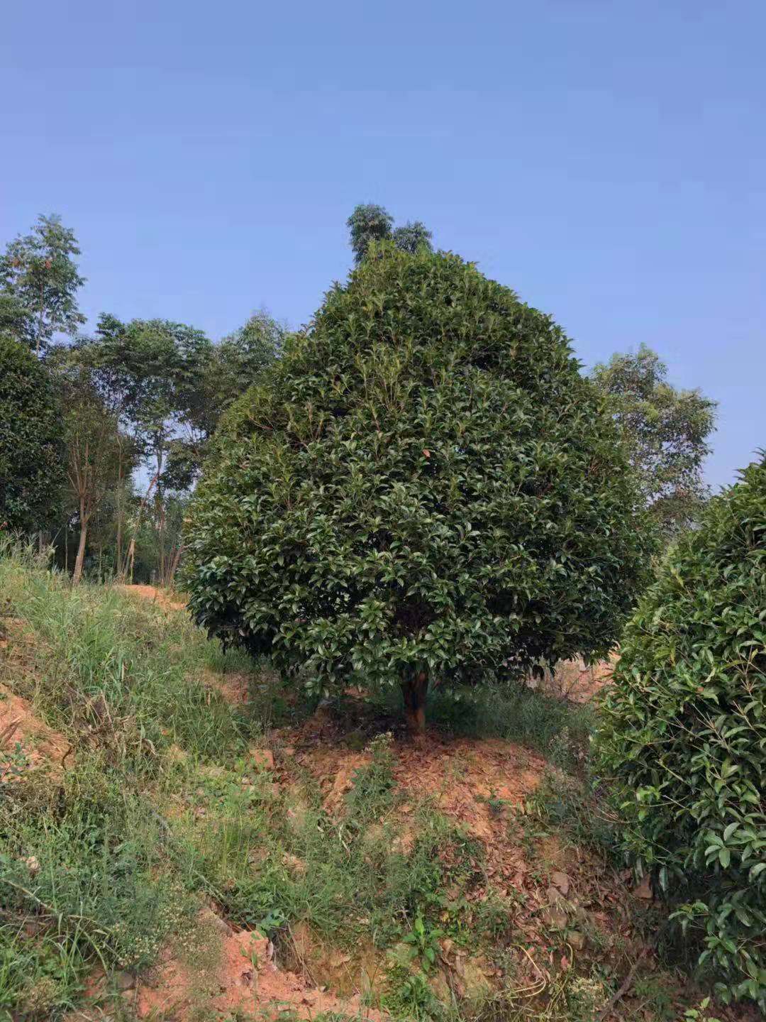 蓬桂花 绍兴蓬桂花批发价格