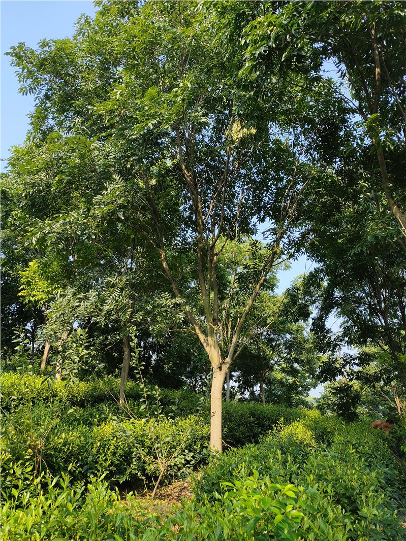 20公分无患子 宁波20公分无患子规格齐全