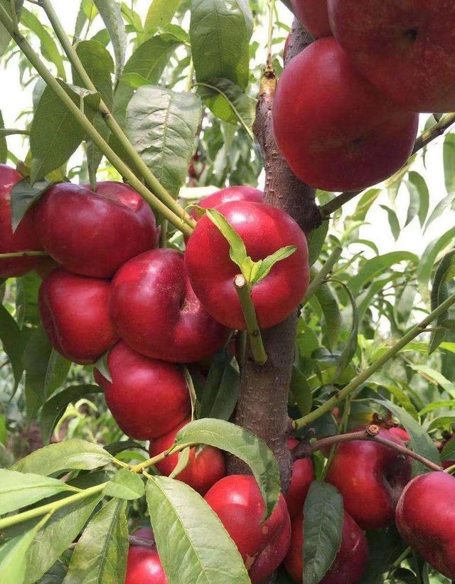 中蟠13号桃苗中油蟠13号桃苗种植株行距是多少