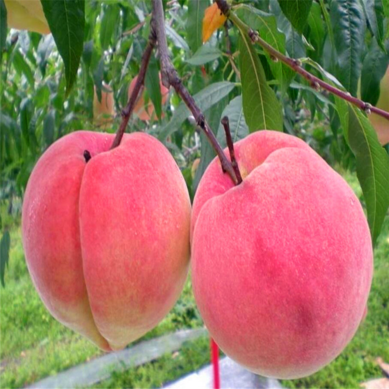 冬雪王桃树苗晚熟桃树苗品种个大味甜