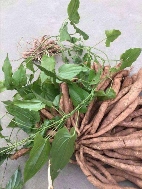 红花百部湖南红花百部1公分选条基地