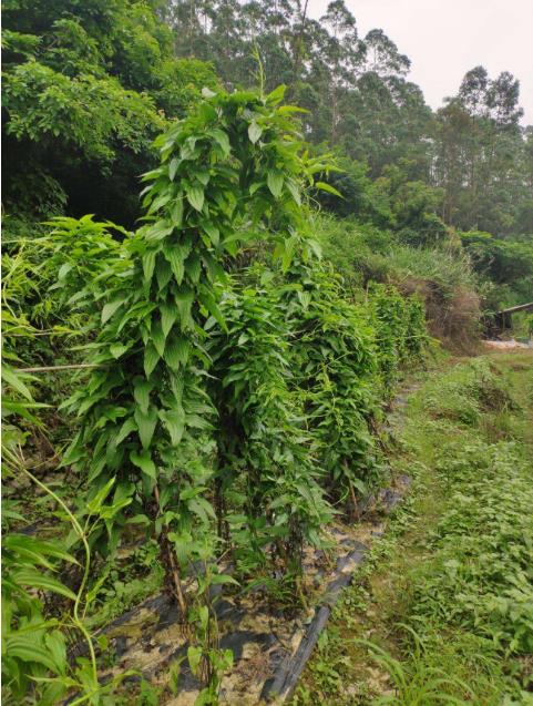 红花百部湖北百部种子行情走势