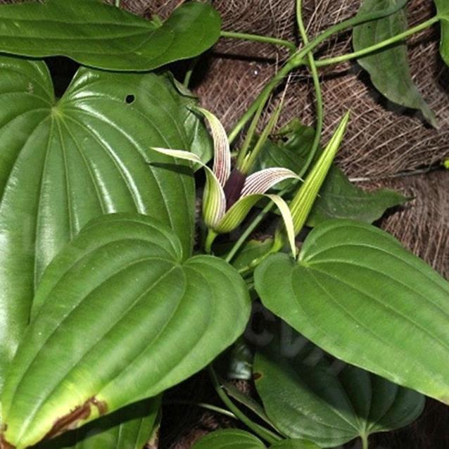 红花百部湖南红花百部1公分选条基地
