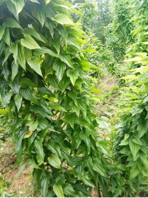 分株苗 海南种子营养杯苗种植基地