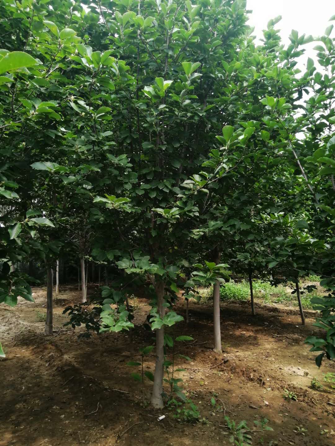 黄玉兰树苗 成都3公分黄玉兰树苗