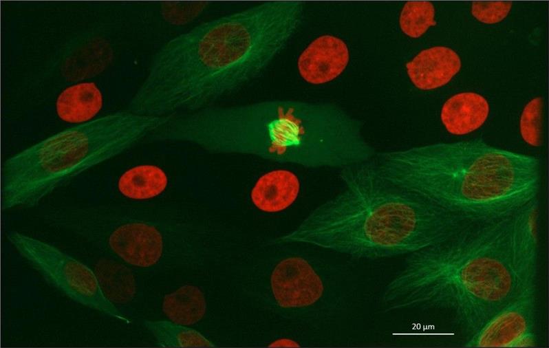 共聚焦系统 北京大型显微镜代理商