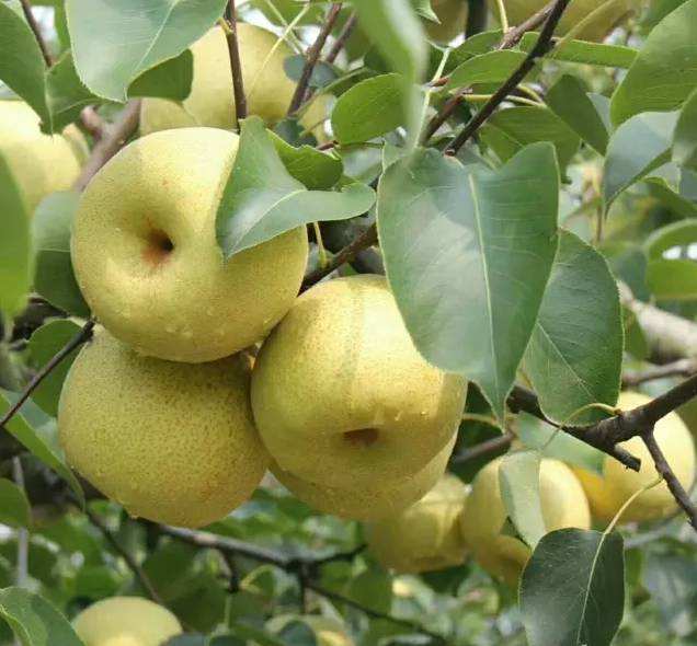 50起订量1株起批货源所属商家已经过真实性核验数量产品信息联系方式