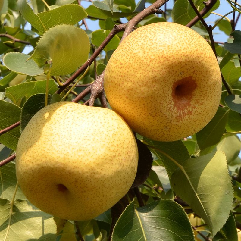 绿宝石梨 安徽砀山梨一件代发