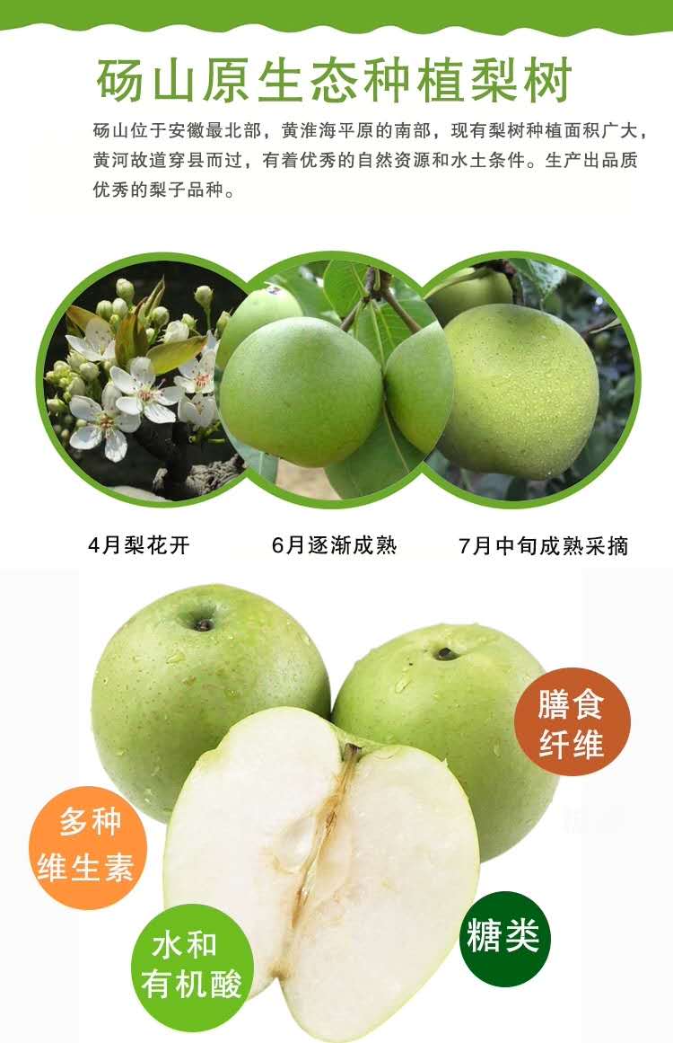 梨安徽砀山新鲜秋月梨