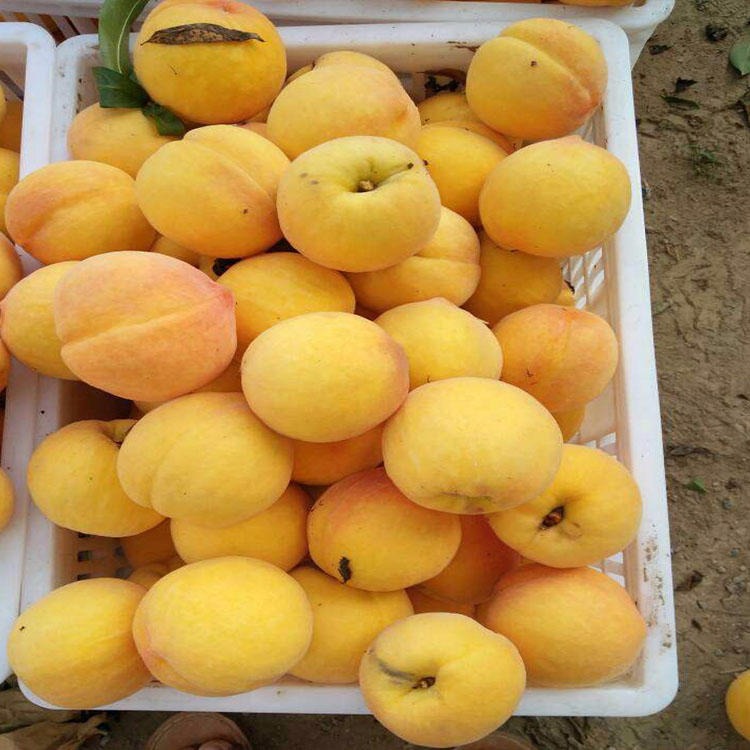 黄金蜜2号 河南二年苗黄金冠黄桃
