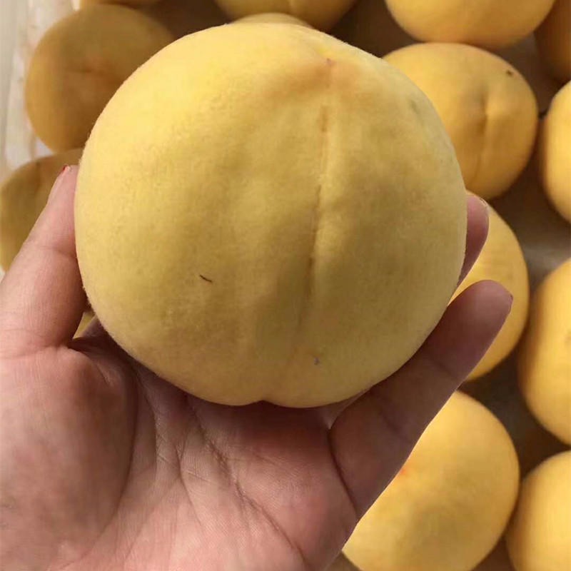 黄金蜜2号临沂黄金蜜3号批发基地