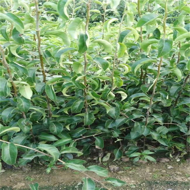 翠玉梨苗 安徽嫁接梨树苗