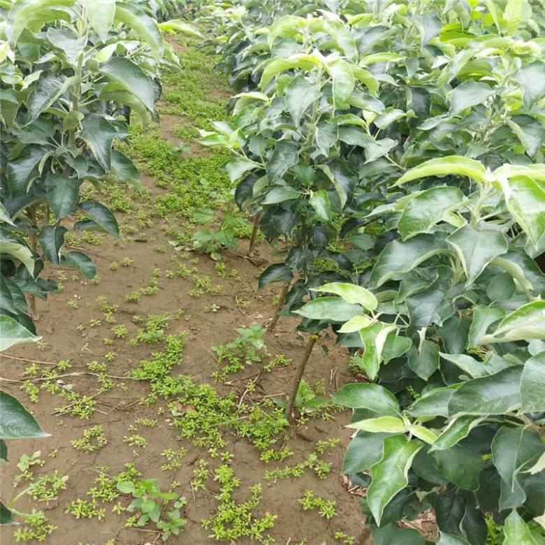 砀山梨苗临沂新品种梨苗