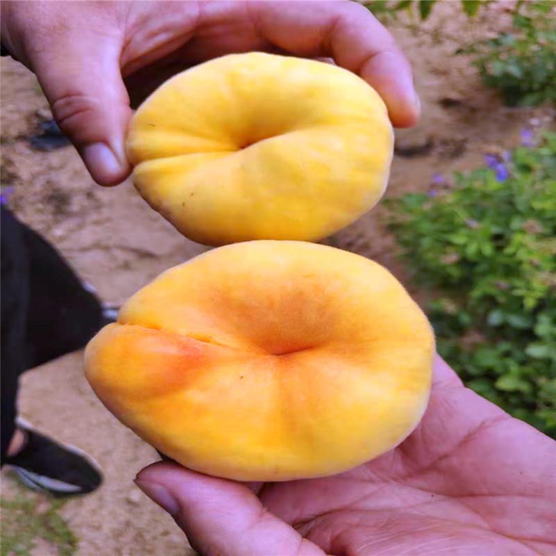 紫蟠桃苗河南中秋蟠桃苗特点