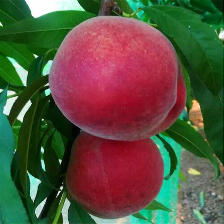 极早熟油桃苗河南48油桃苗品种简介