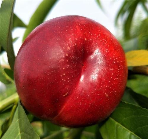 中油5号油桃苗 山东哪里有晚熟油桃苗