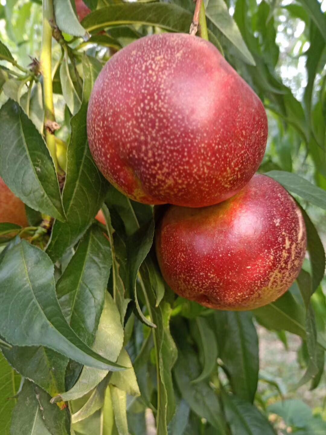 新品种油桃砀山营养丰富中油9号油桃市场批发价格