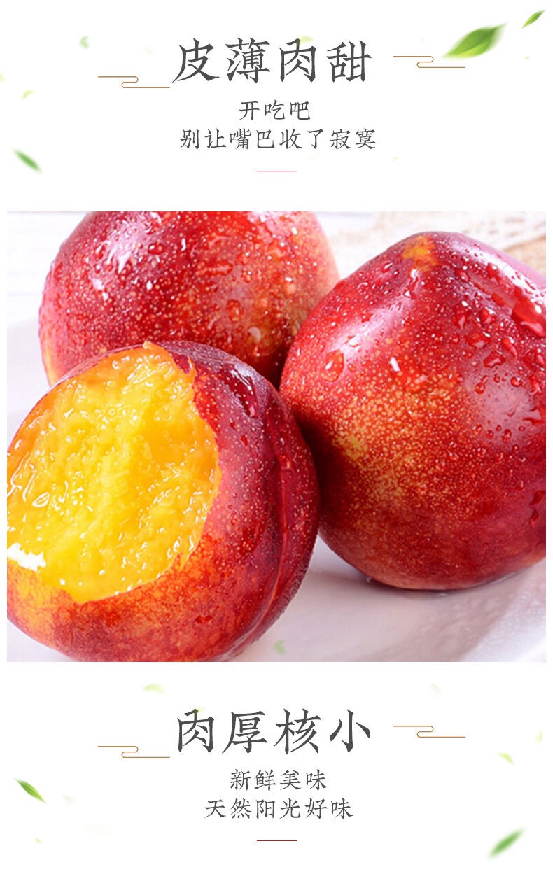 中油16号油桃安徽砀山基地批发中油油桃产地信息