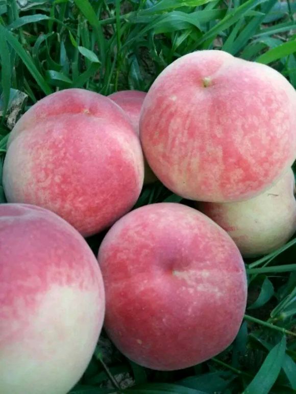 冬丰桃安徽新鲜晚熟水蜜桃