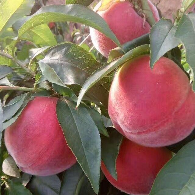 冬雪王桃安徽国产金秋红蜜市场批发价格