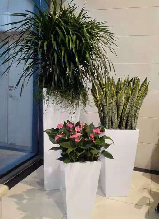 盆栽出租福田绿植租赁生产厂家