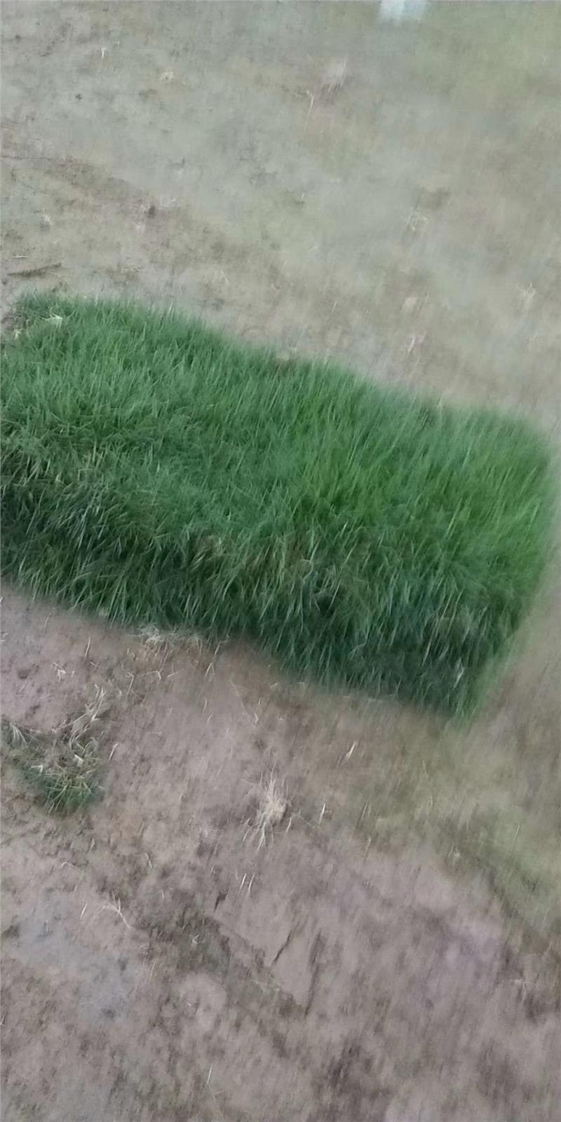 马尼拉草福田玉龙草销售