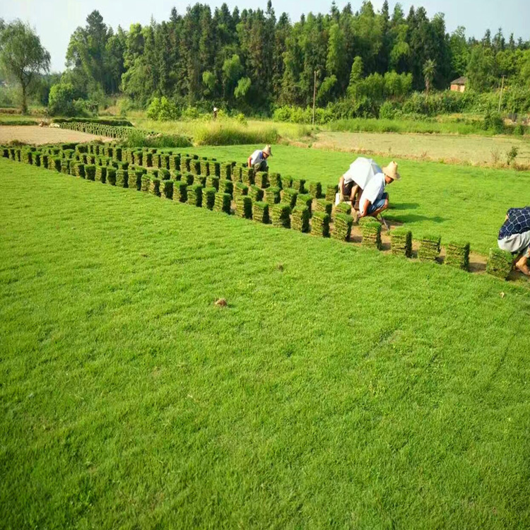 福建马尼拉草皮价格表 福建马尼拉草卷批发