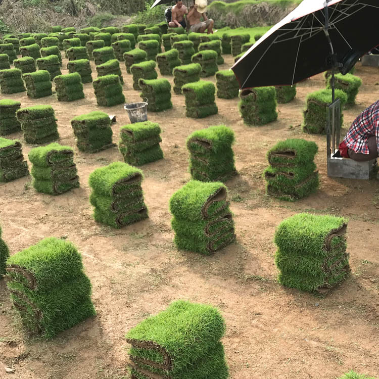 广西马尼拉草皮厂家报价 湖南马尼拉草卷价格