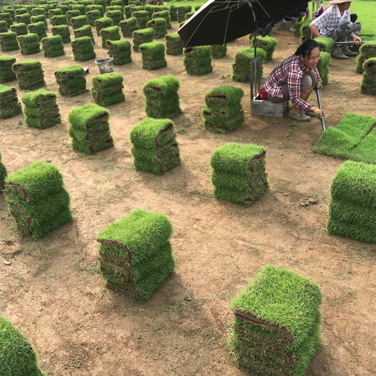 广西马尼拉草皮多少钱一平 四川马尼拉草