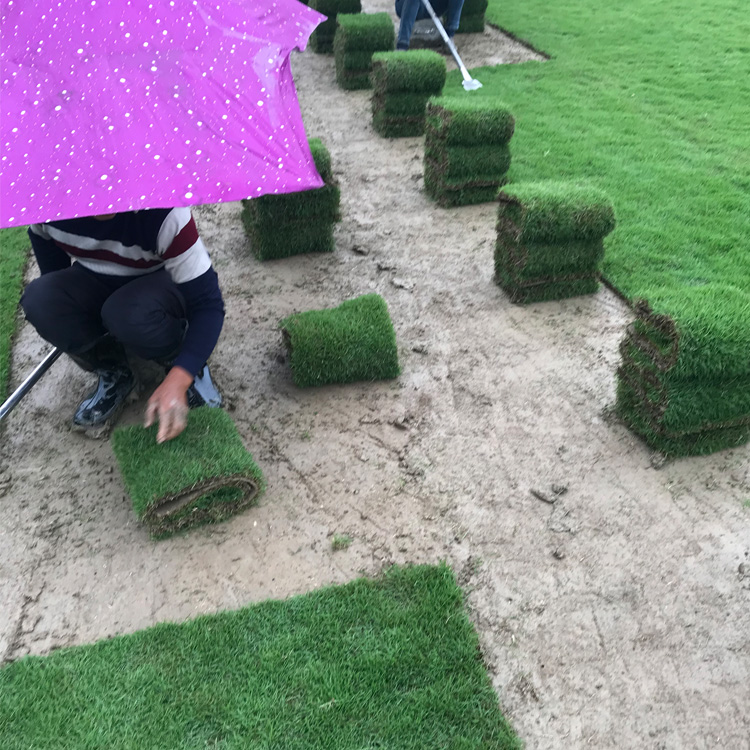 贵州马尼拉草皮种植方法 马尼拉草卷