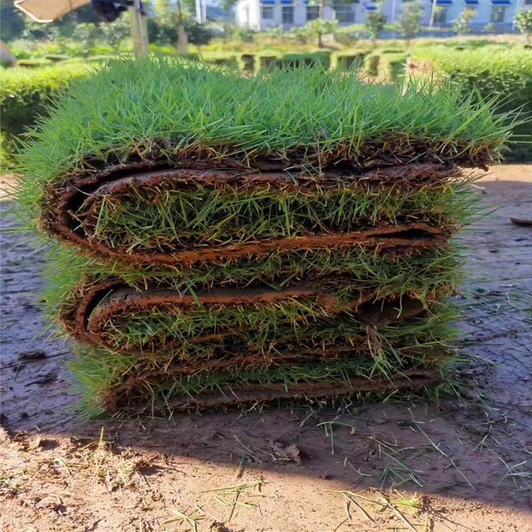 云南马尼拉草皮多少钱一平 重庆马尼拉草卷批发