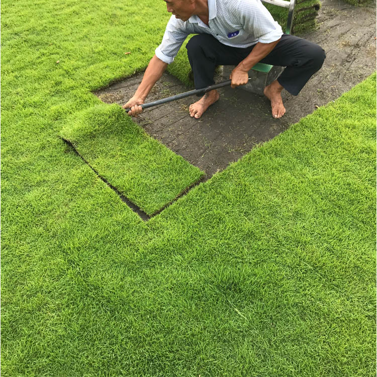 广西台湾草皮种植方法 四川台湾二号草坪养护技术