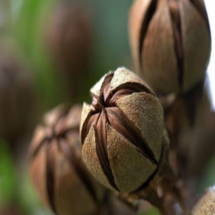 小粒鸡爪槭种子