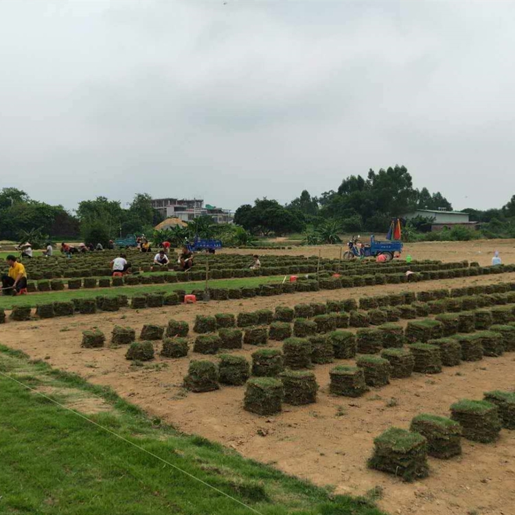 大叶油草供应商 惠州大叶油草供应商