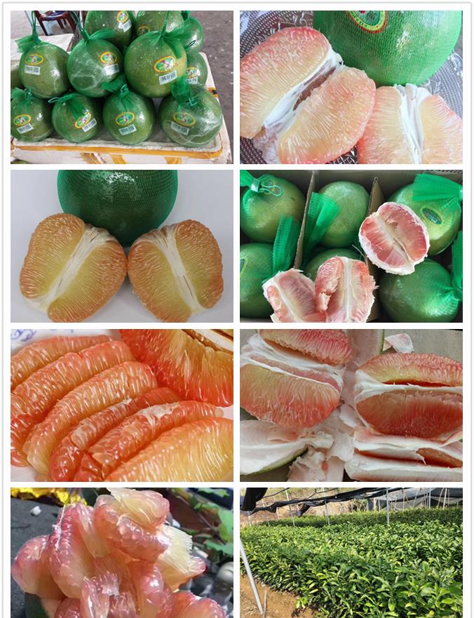 翡翠青柚苗 泰国红肉翡翠蜜柚苗 红肉翡翠柚子苗大型育苗场