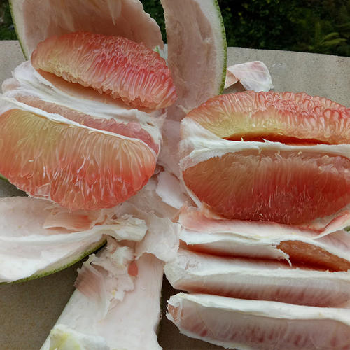 翡翠青柚苗越南翡翠柚子苗泰国红肉翡翠蜜柚苗欢迎实地考察