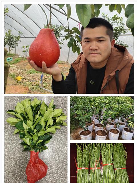 红柚苗 泰国红柚苗 泰国暹罗红柚苗品种有保证