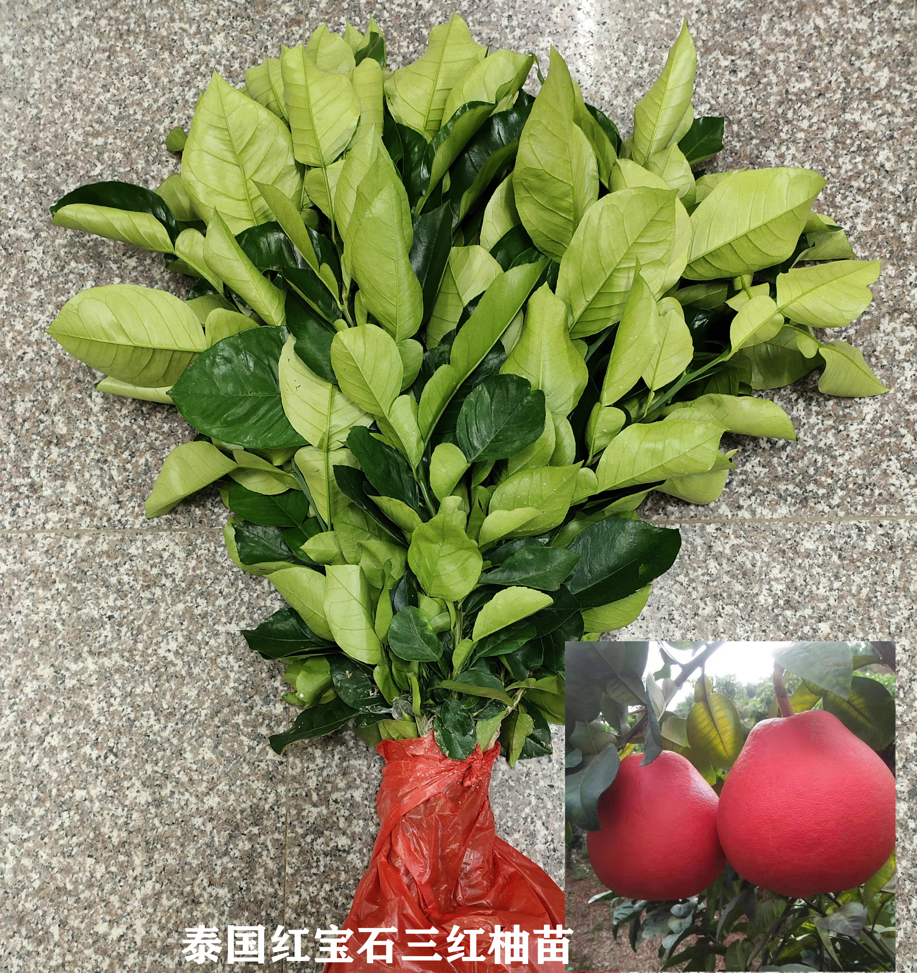 红柚苗 泰国暹罗红蜜柚苗 泰国红皮柚苗多少钱一颗