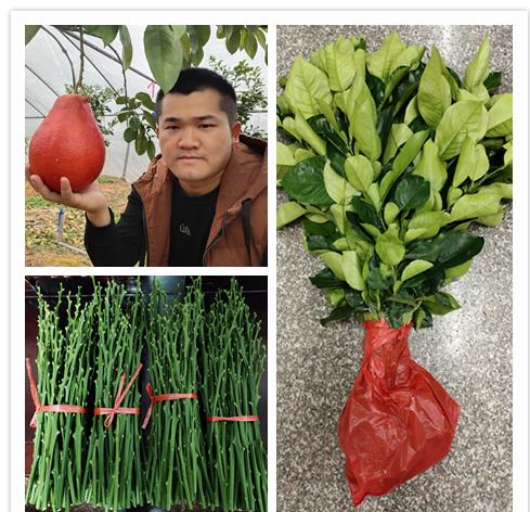 泰国柚苗报价 泰国红宝石三红柚苗 泰国红皮柚子苗哪里有卖