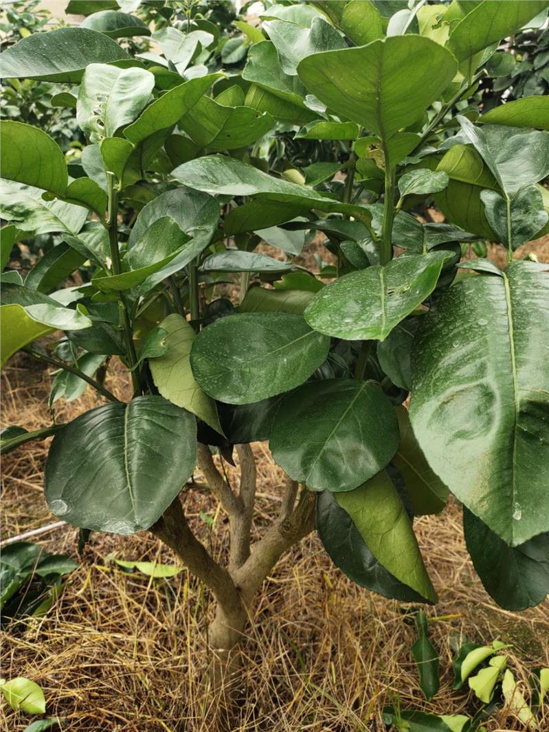 泰国柚苗报价 暹罗红柚苗 泰国暹罗三红柚子苗产量高