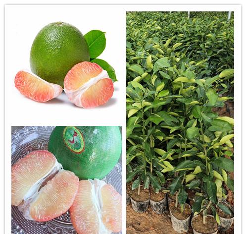 柚子生长过程图片