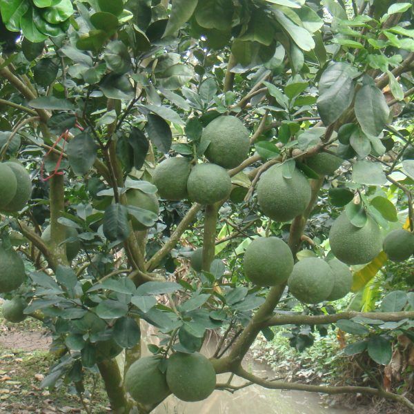 翡翠青柚苗红肉翡翠柚子苗翡翠青柚苗种植技术