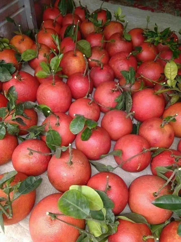 三红柚苗 泰国三红柚子苗 金煌三红蜜柚苗林业局合作伙伴